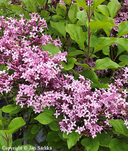 Syringa meyeri 'Palibin', pikkusyreeni